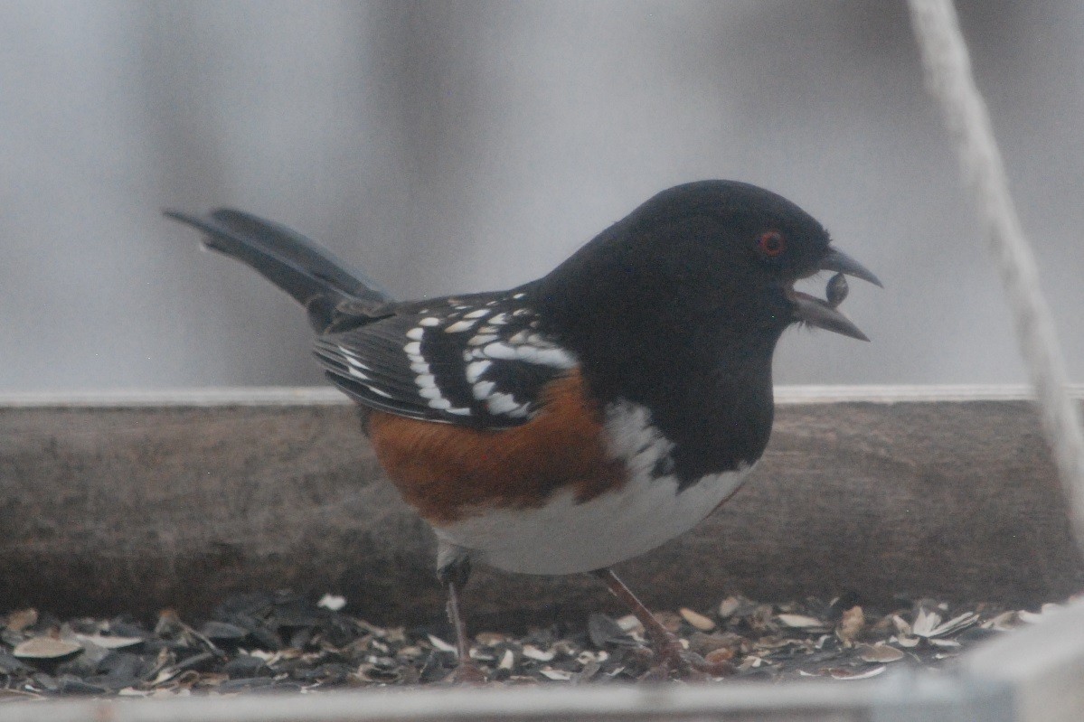 Spotted Towhee - ML613736988