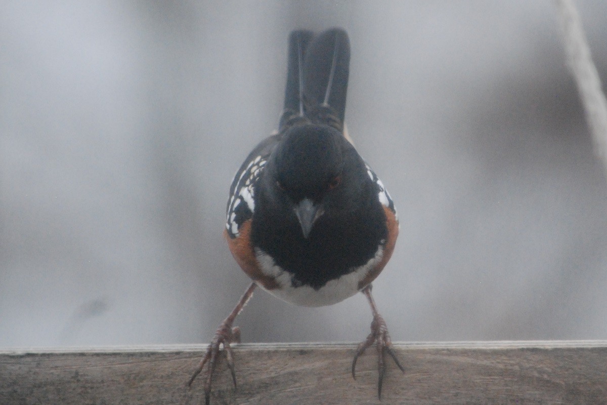 Spotted Towhee - ML613736989