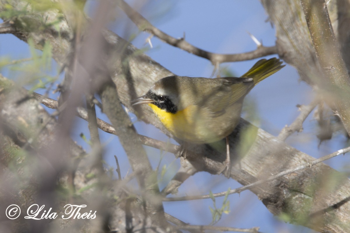 Common Yellowthroat - Lila Theis