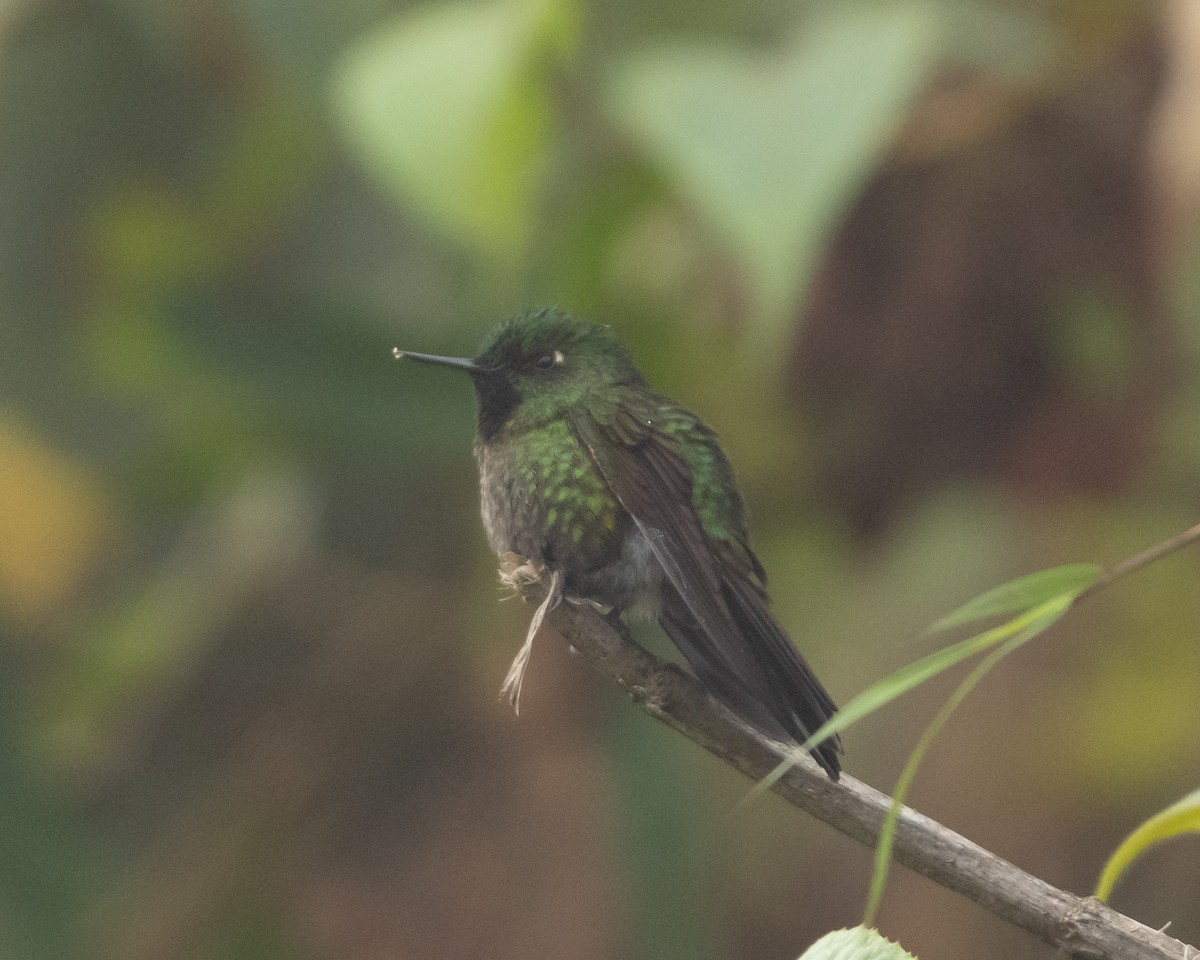 kolibřík dřišťálový - ML613737120