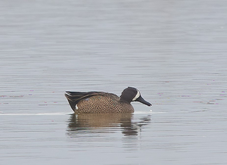 Blue-winged Teal - ML613737133