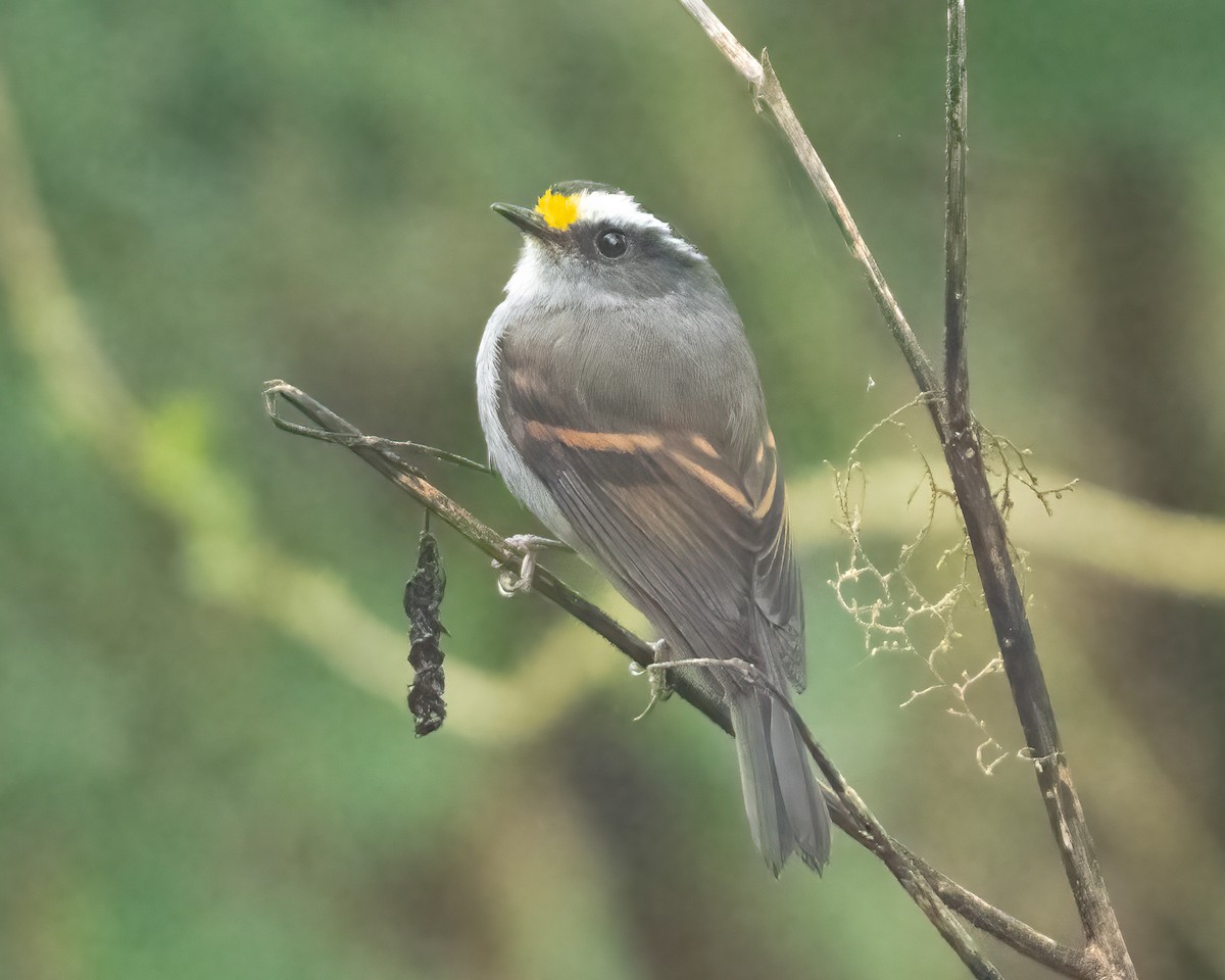 Golden-browed Chat-Tyrant - ML613737193