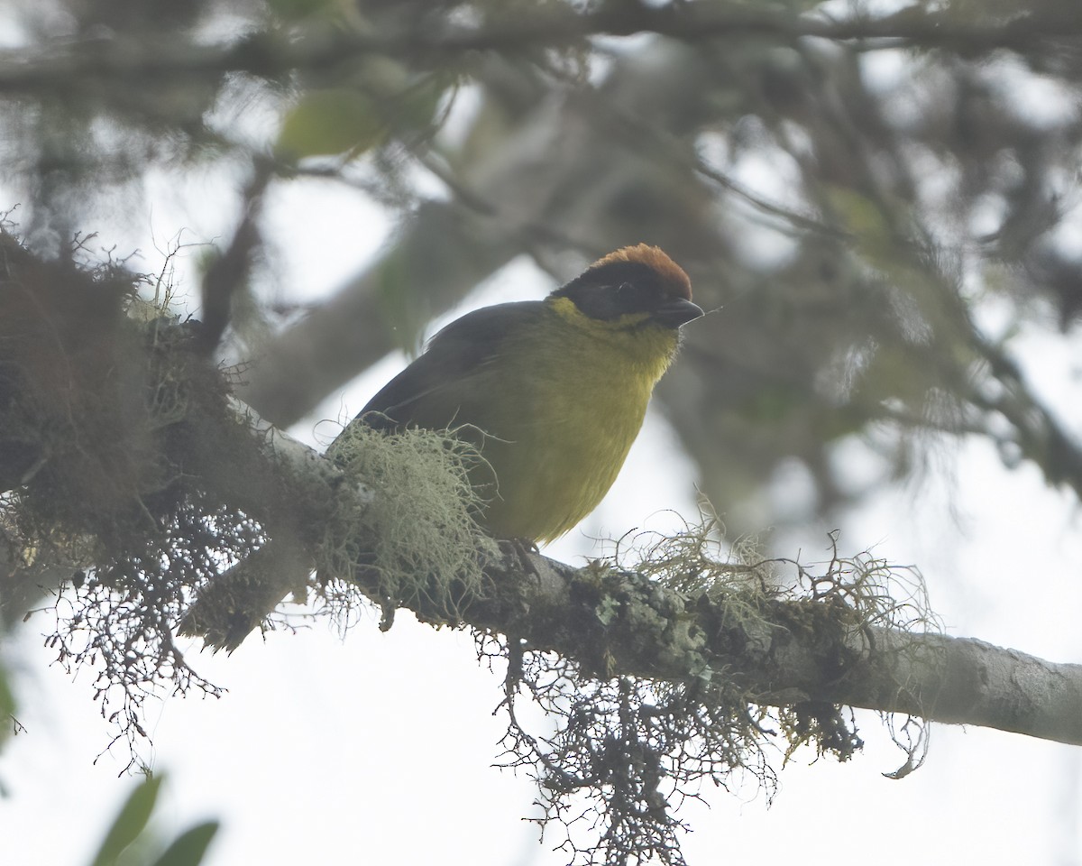 Bolivian Brushfinch - ML613737311