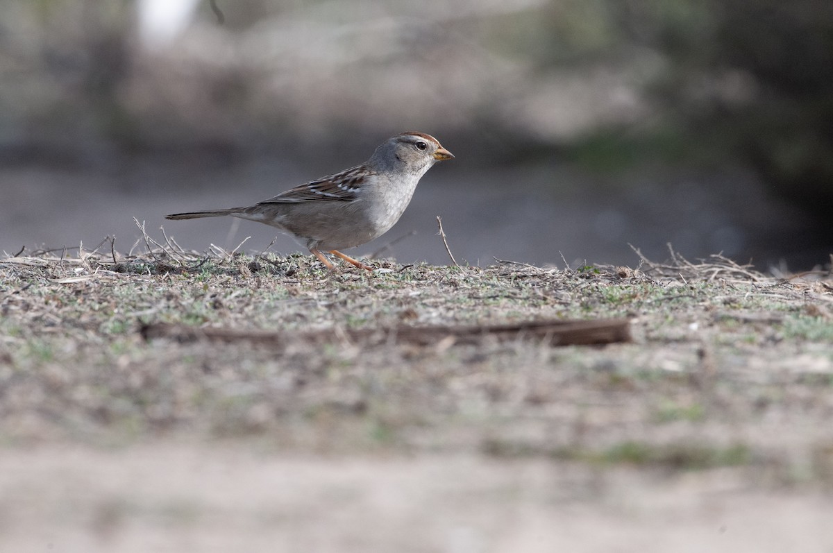 White-crowned Sparrow - ML613737498