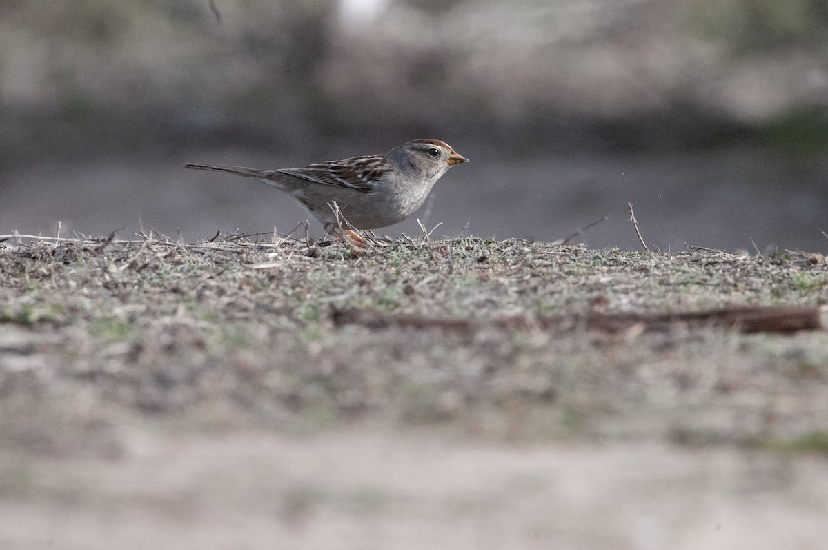 White-crowned Sparrow - ML613737499