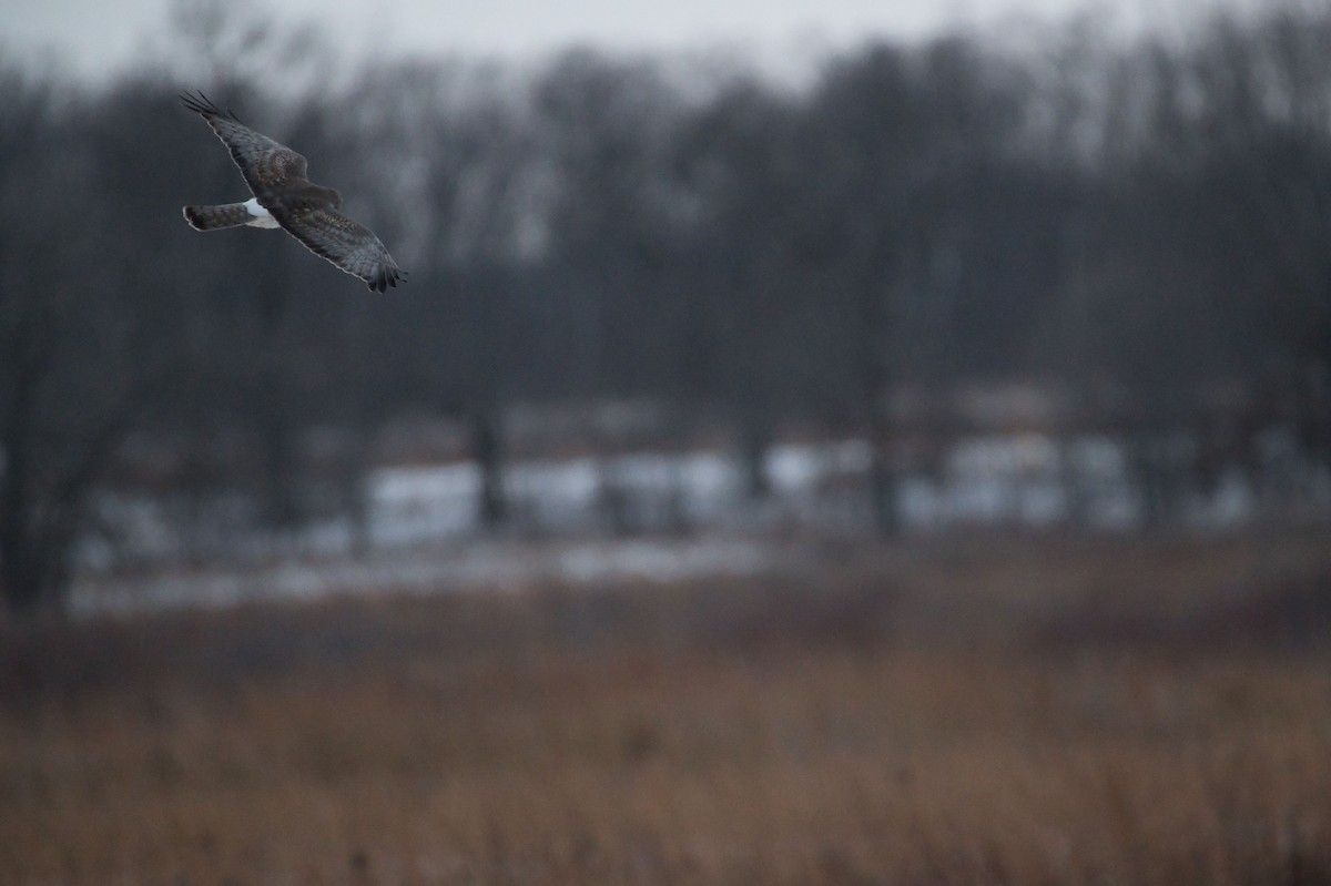 EBird Checklist 19 Jan 2024 Chiwaukee Prairie SNA Kenosha Dunes   1200