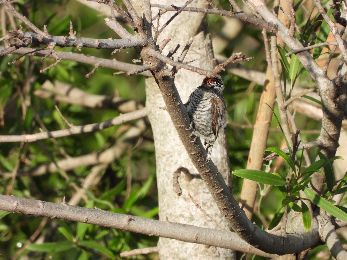 White-barred Piculet - ML613737730