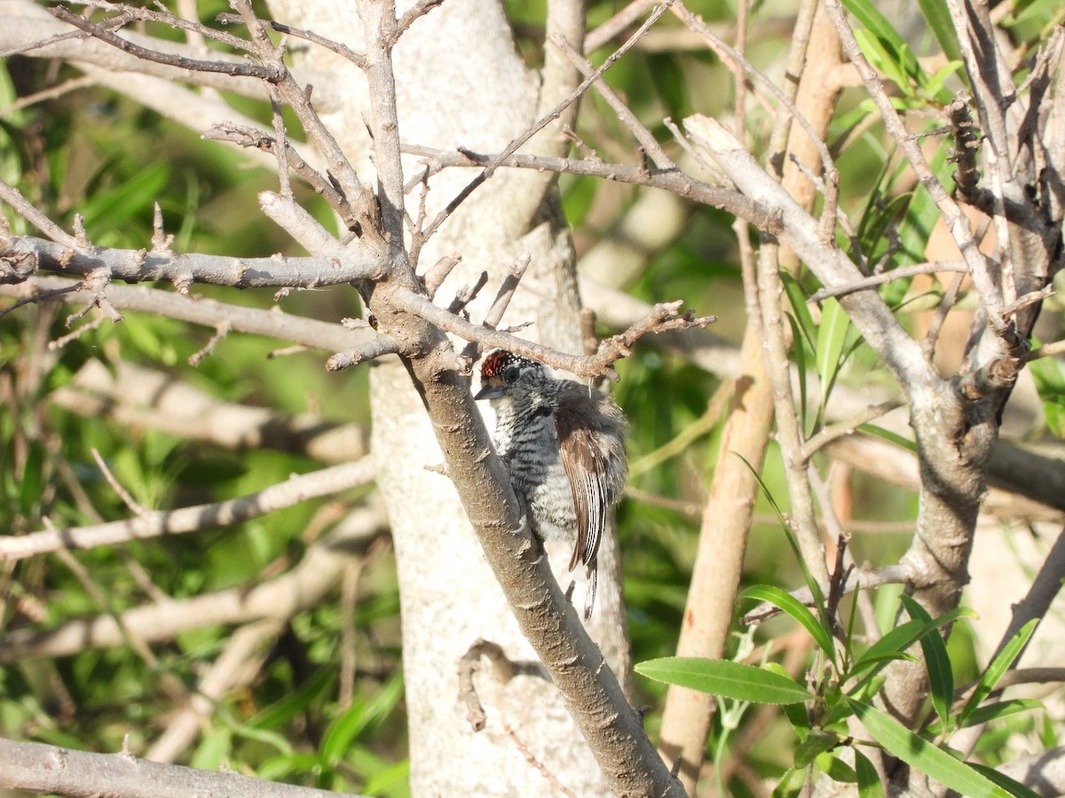 White-barred Piculet - ML613737731
