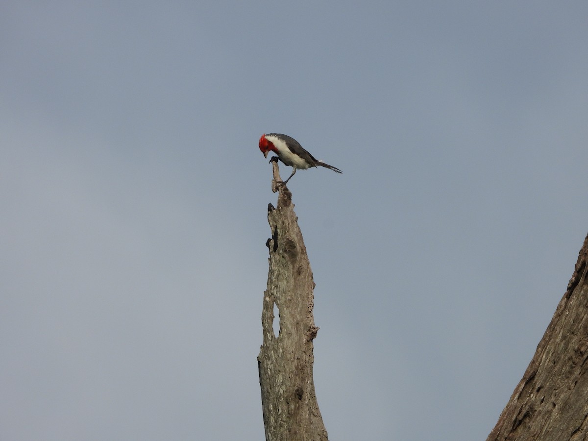 Red-crested Cardinal - ML613737763