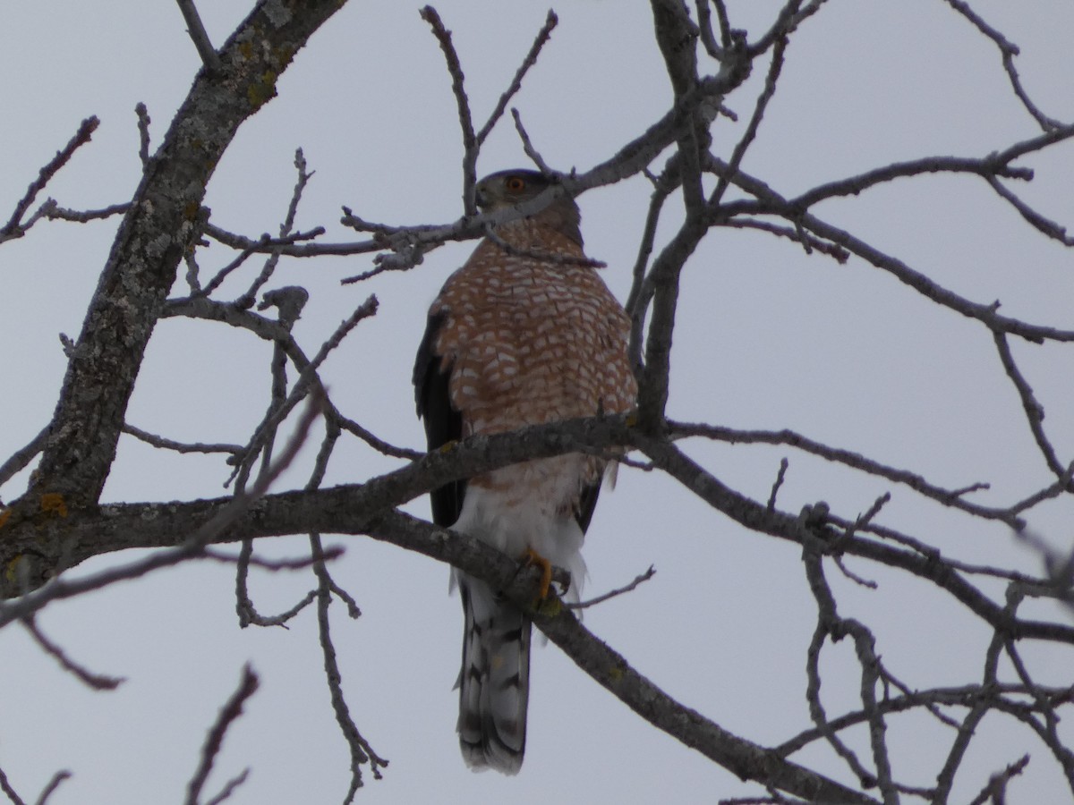 eBird Canada Checklist 19 Jan 2024 GuelphIgnatius Jesuit Centre