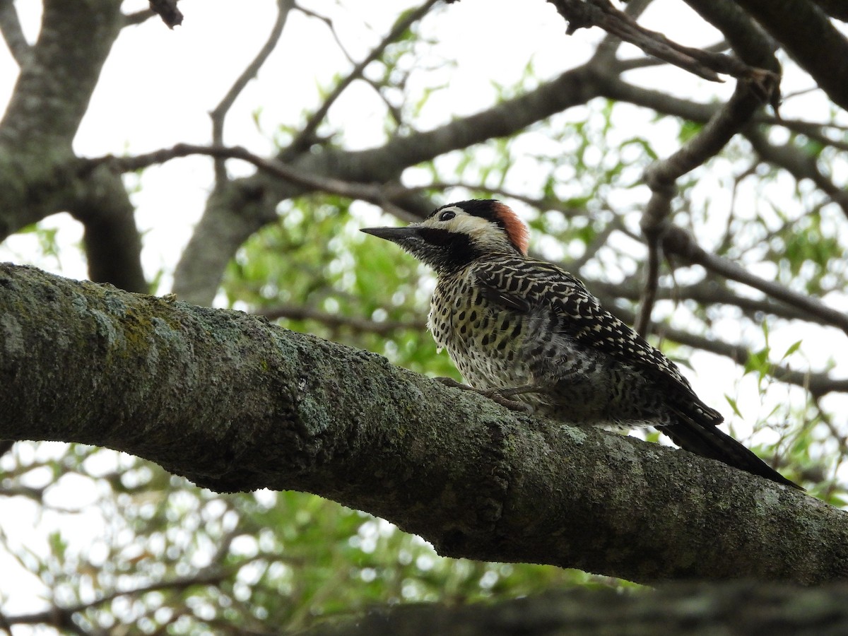 Green-barred Woodpecker - ML613737871