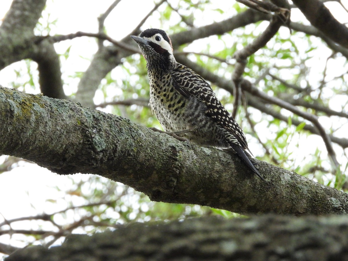 Green-barred Woodpecker - ML613737883