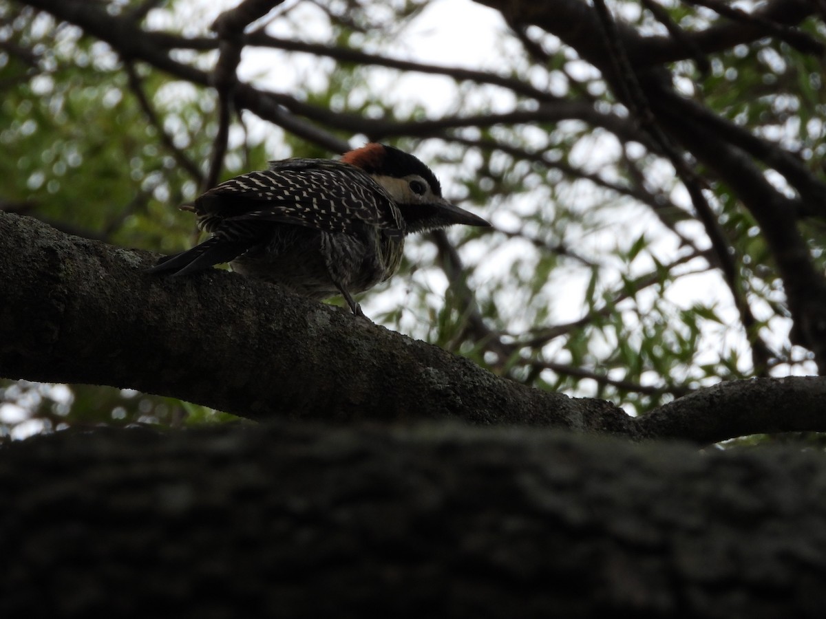 Green-barred Woodpecker - ML613737884