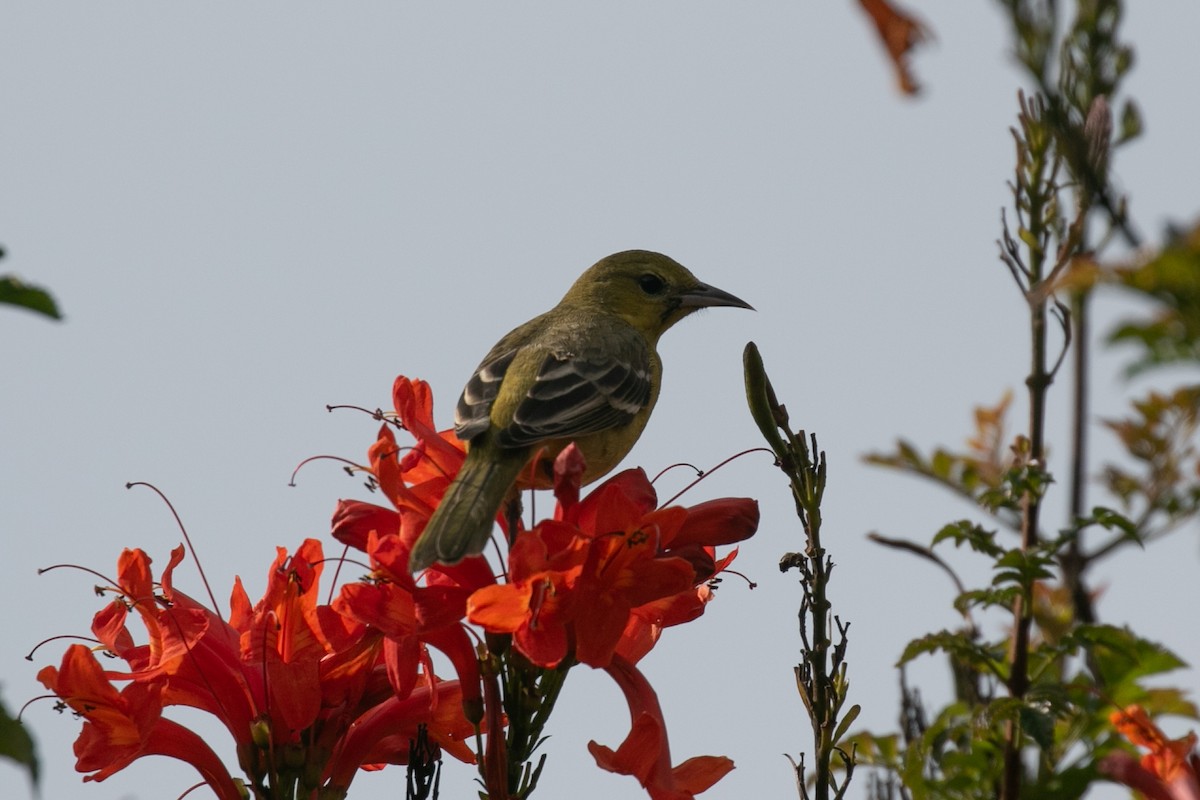 Orchard/Hooded Oriole - ML613738092