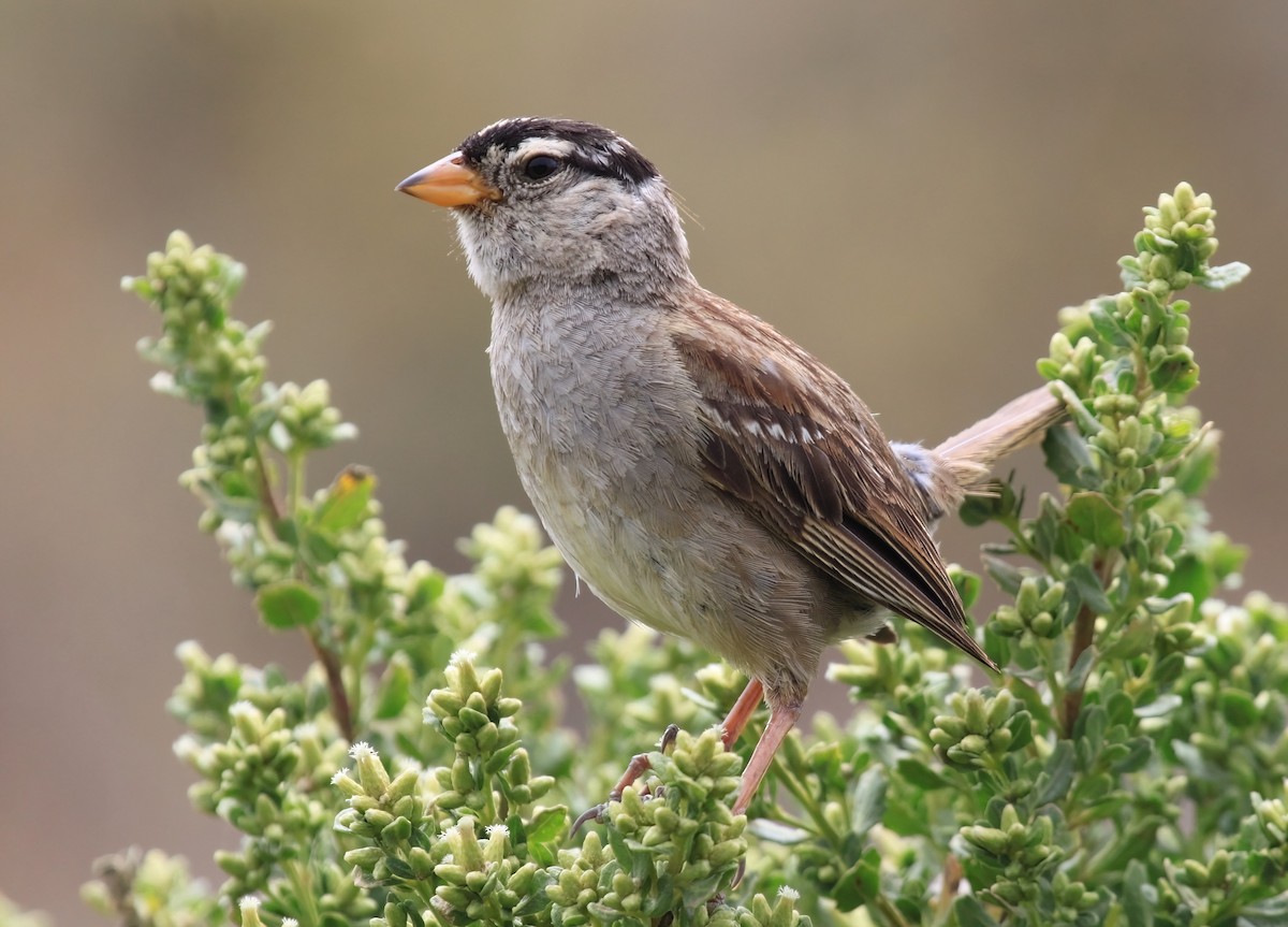 White-crowned Sparrow (nuttalli) - ML613738172