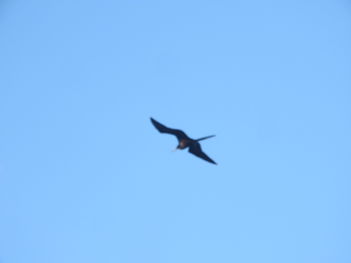 Magnificent Frigatebird - ML613738224
