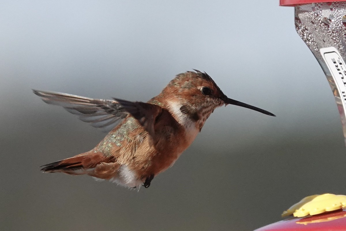 Rufous Hummingbird - ML613738356