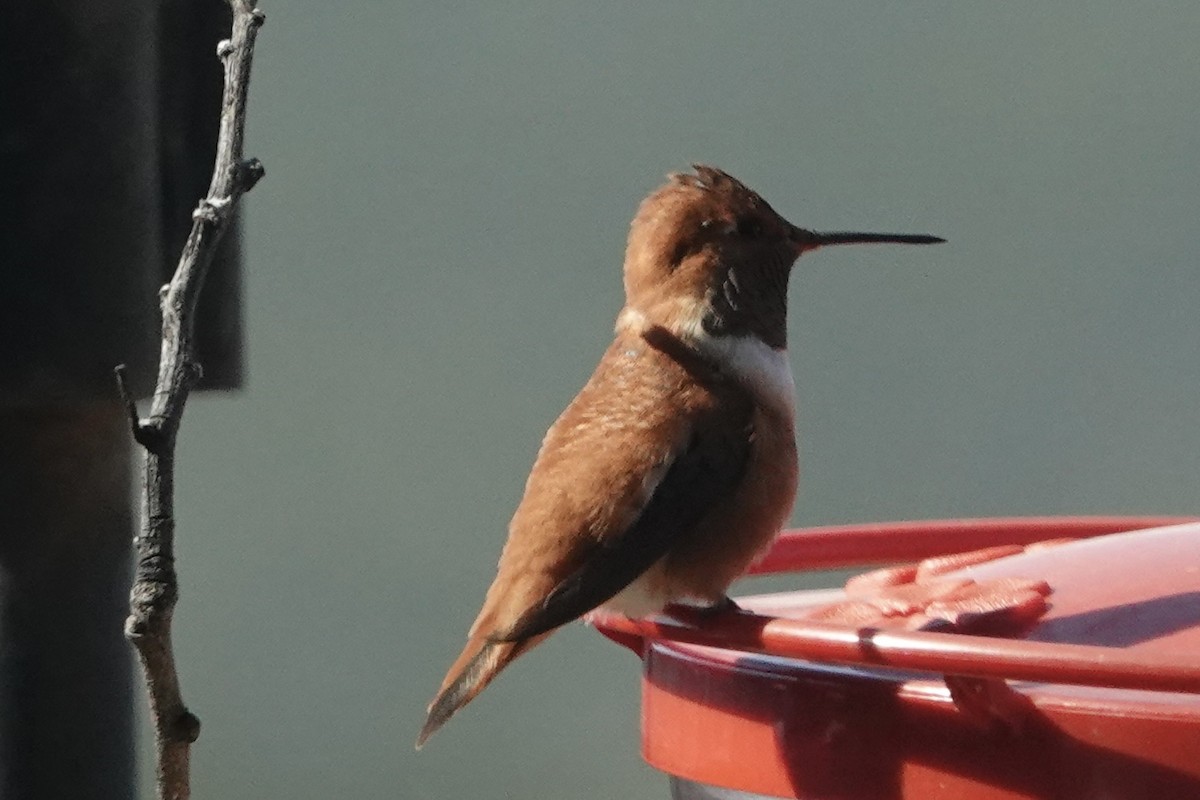 Rufous Hummingbird - ML613738359