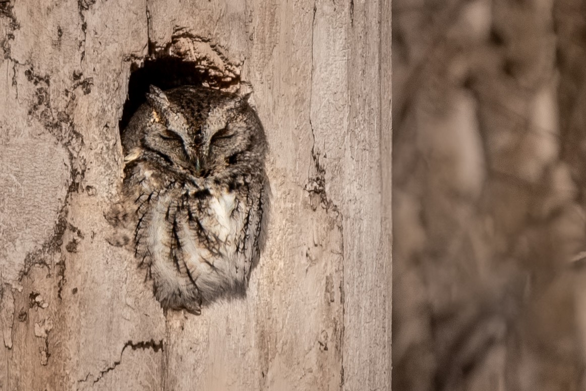 Eastern Screech-Owl - Conner Runyon