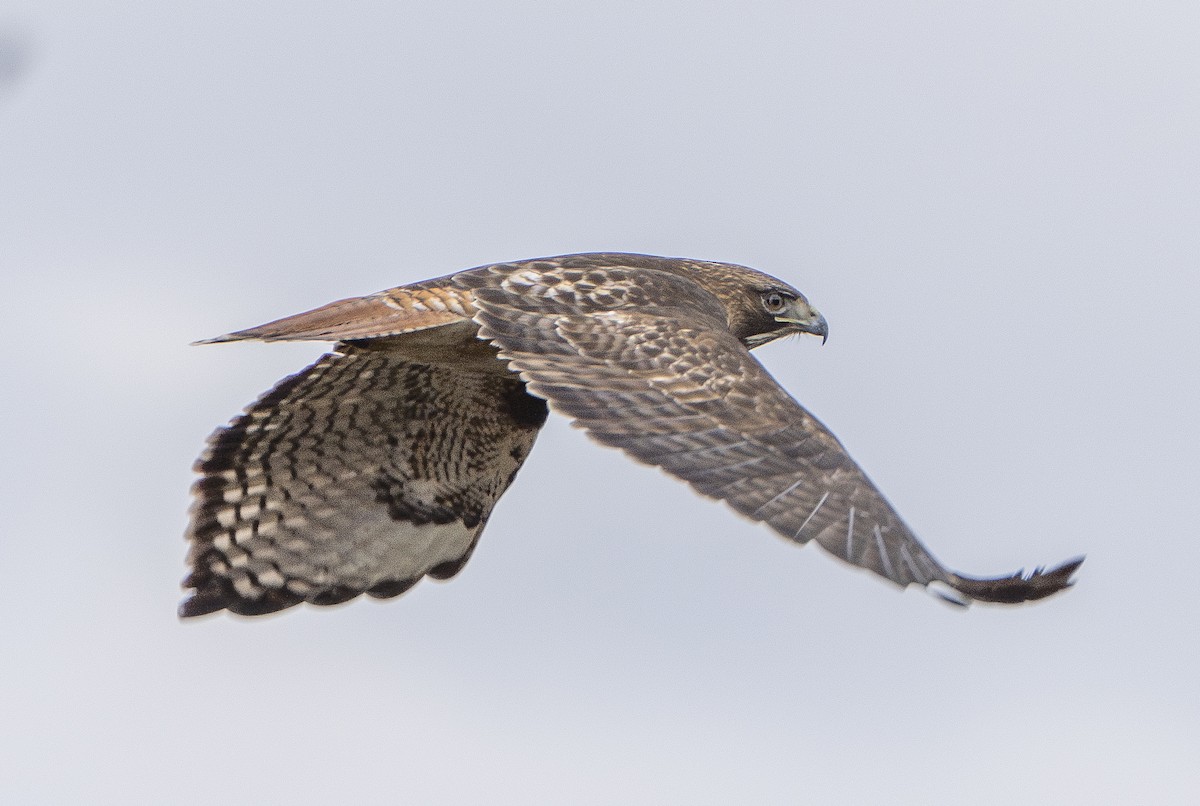 Red-tailed Hawk - ML613738975