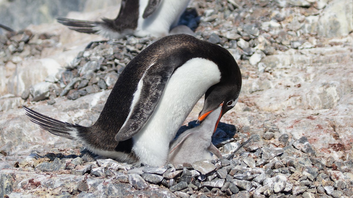 Gentoo Penguin - ML613739152