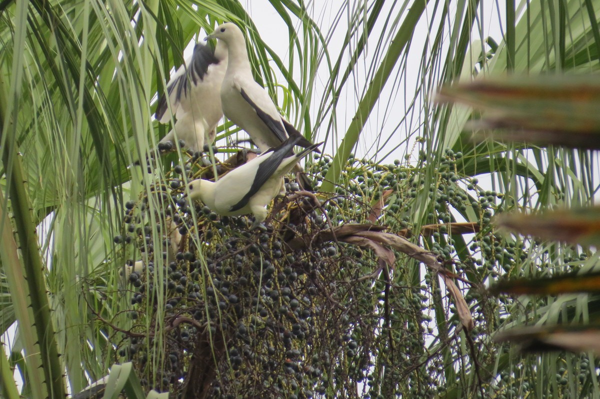 Pied Imperial-Pigeon - ML613739286