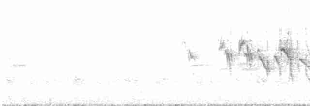gråryggfrøeter - ML613739331