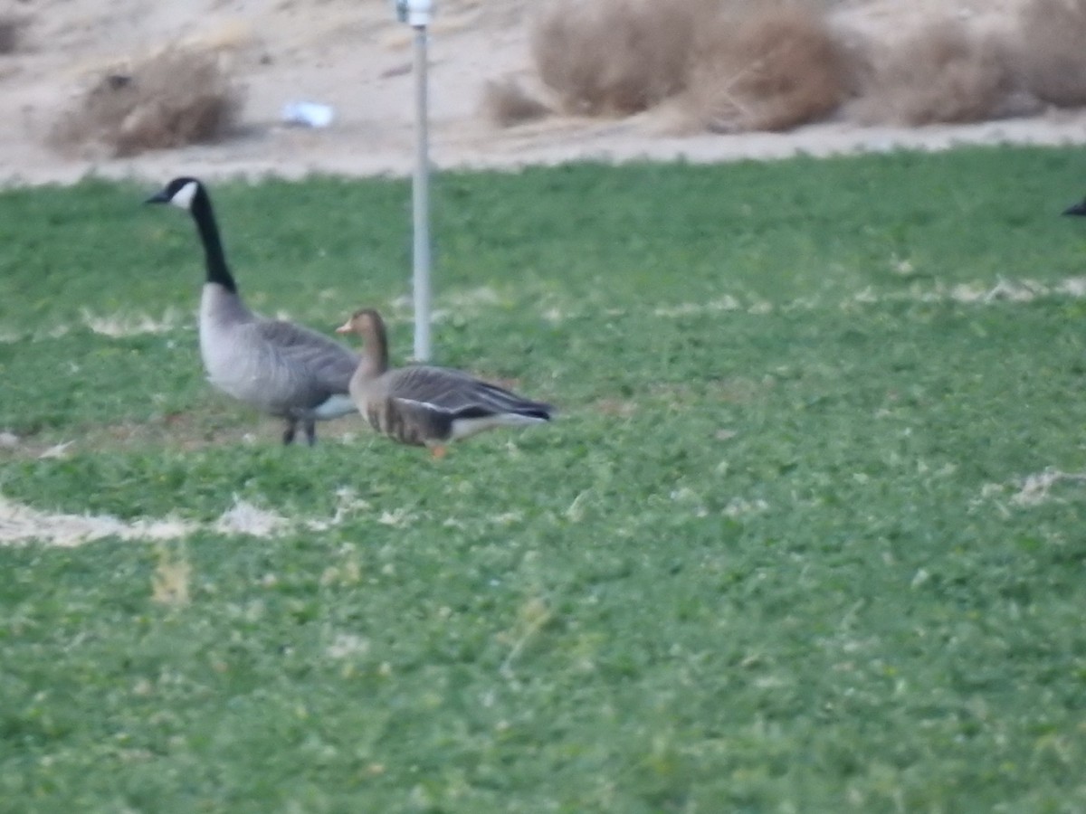Greater White-fronted Goose - ML613739332