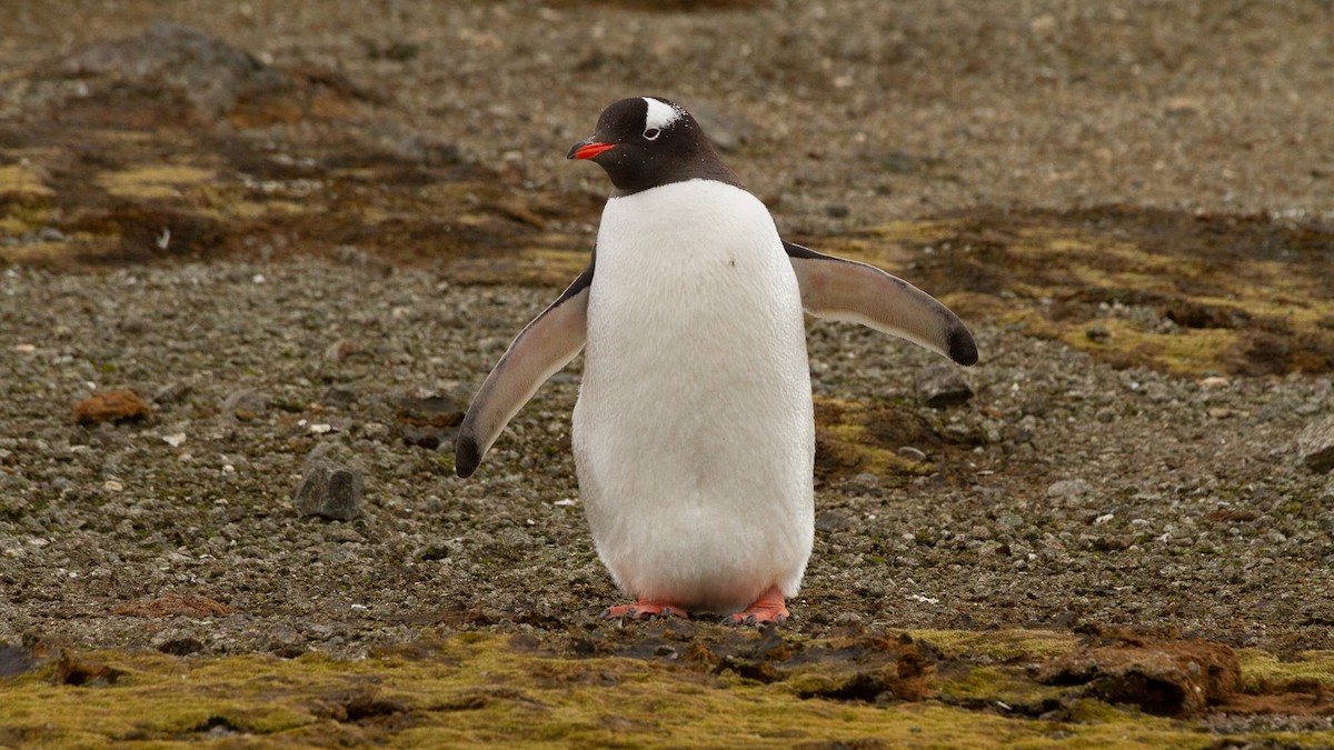 Gentoo Penguin - ML613739384