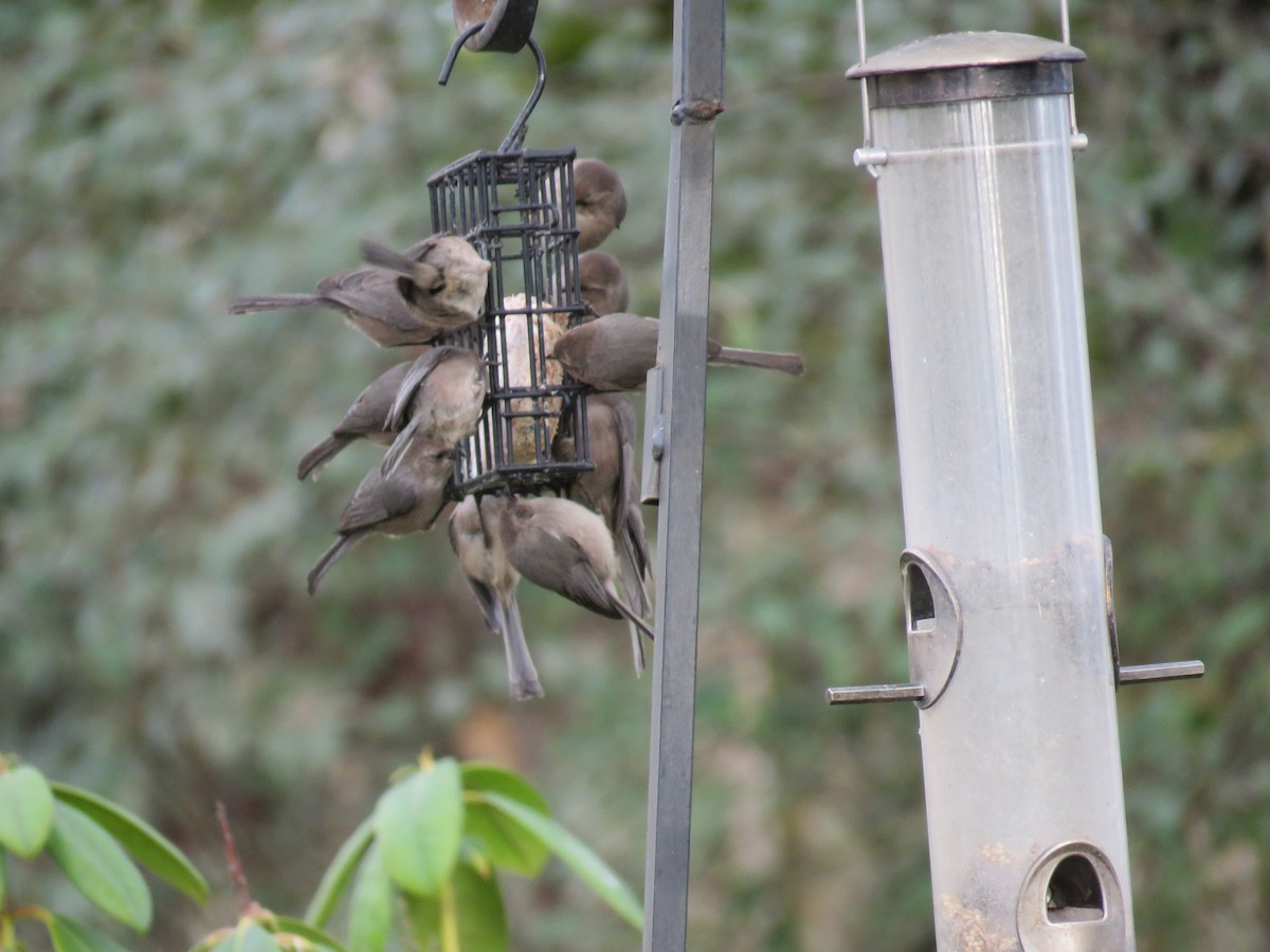 EBird Checklist 19 Jan 2024 Willamette Landing Corvallis Oregon   1200