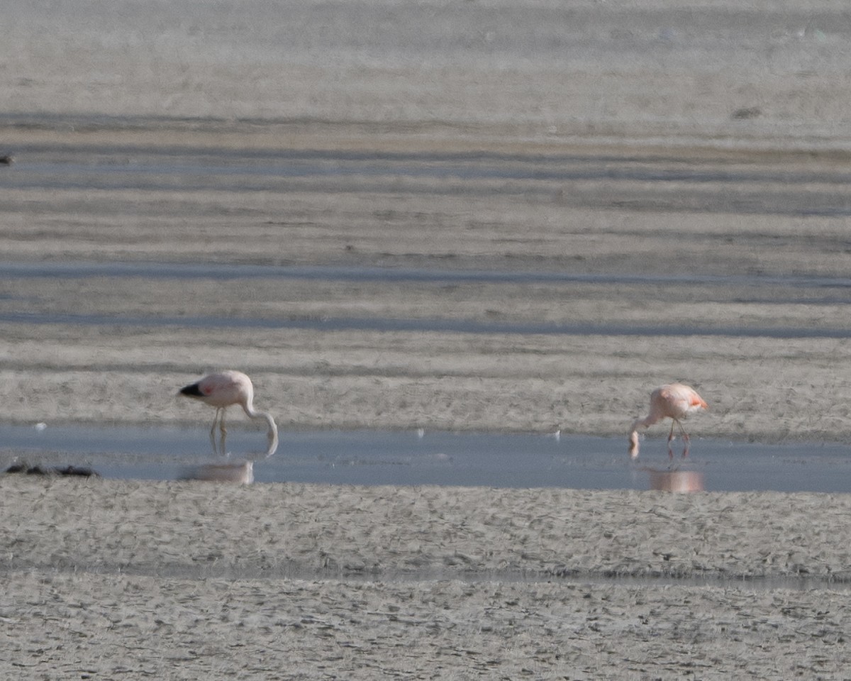 Andean Flamingo - ML613739468