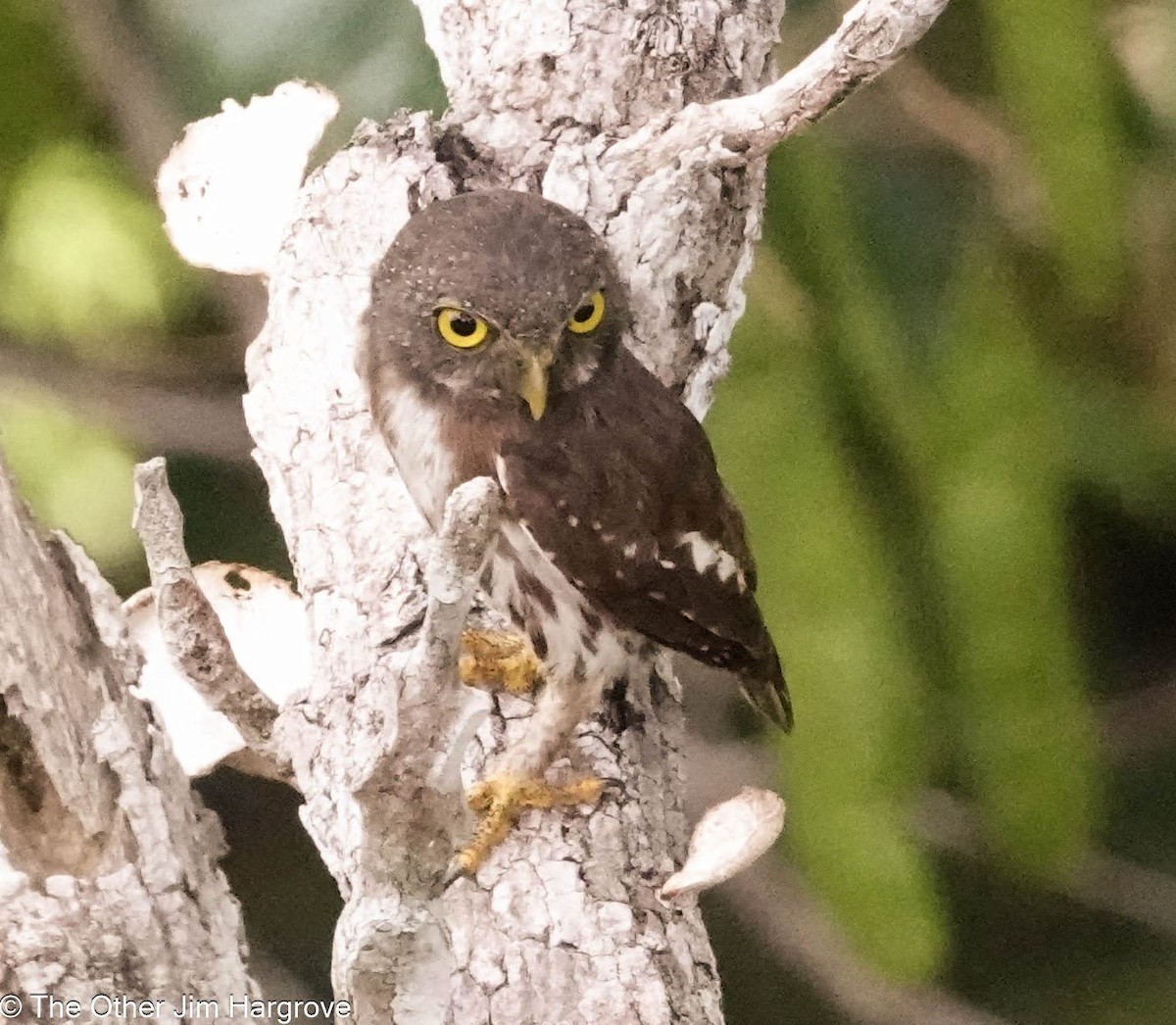 Amazonian Pygmy-Owl - ML613739863