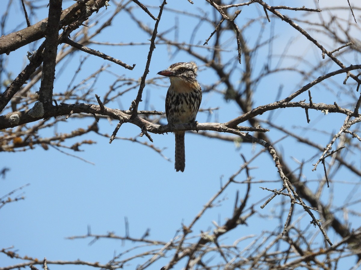 Spot-backed Puffbird (Chaco) - ML613739962