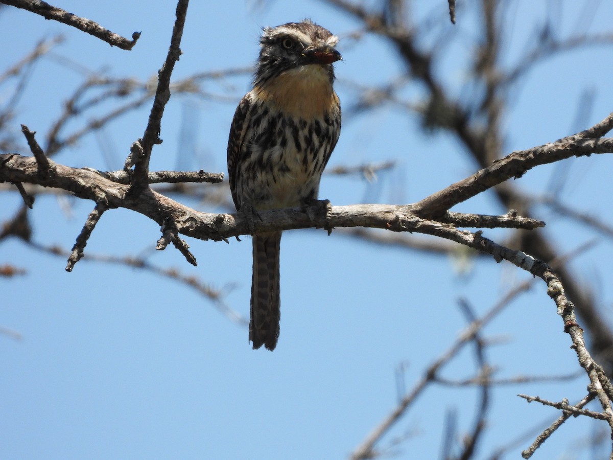 Spot-backed Puffbird (Chaco) - ML613739963