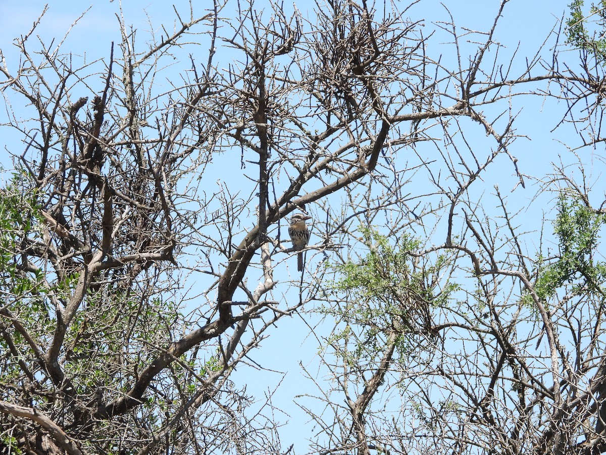 Spot-backed Puffbird (Chaco) - ML613739964