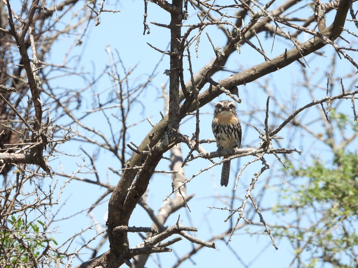 Spot-backed Puffbird (Chaco) - ML613739965