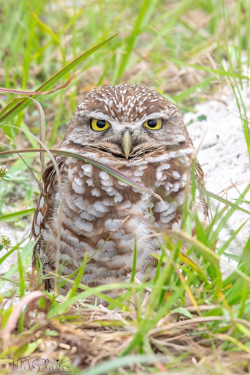 Burrowing Owl (Florida) - ML613740017