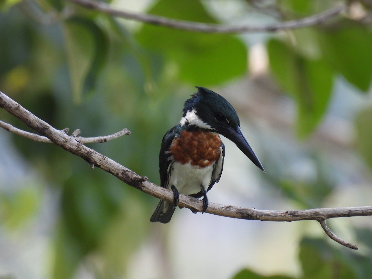 Amazon Kingfisher - Rosie Filipiak