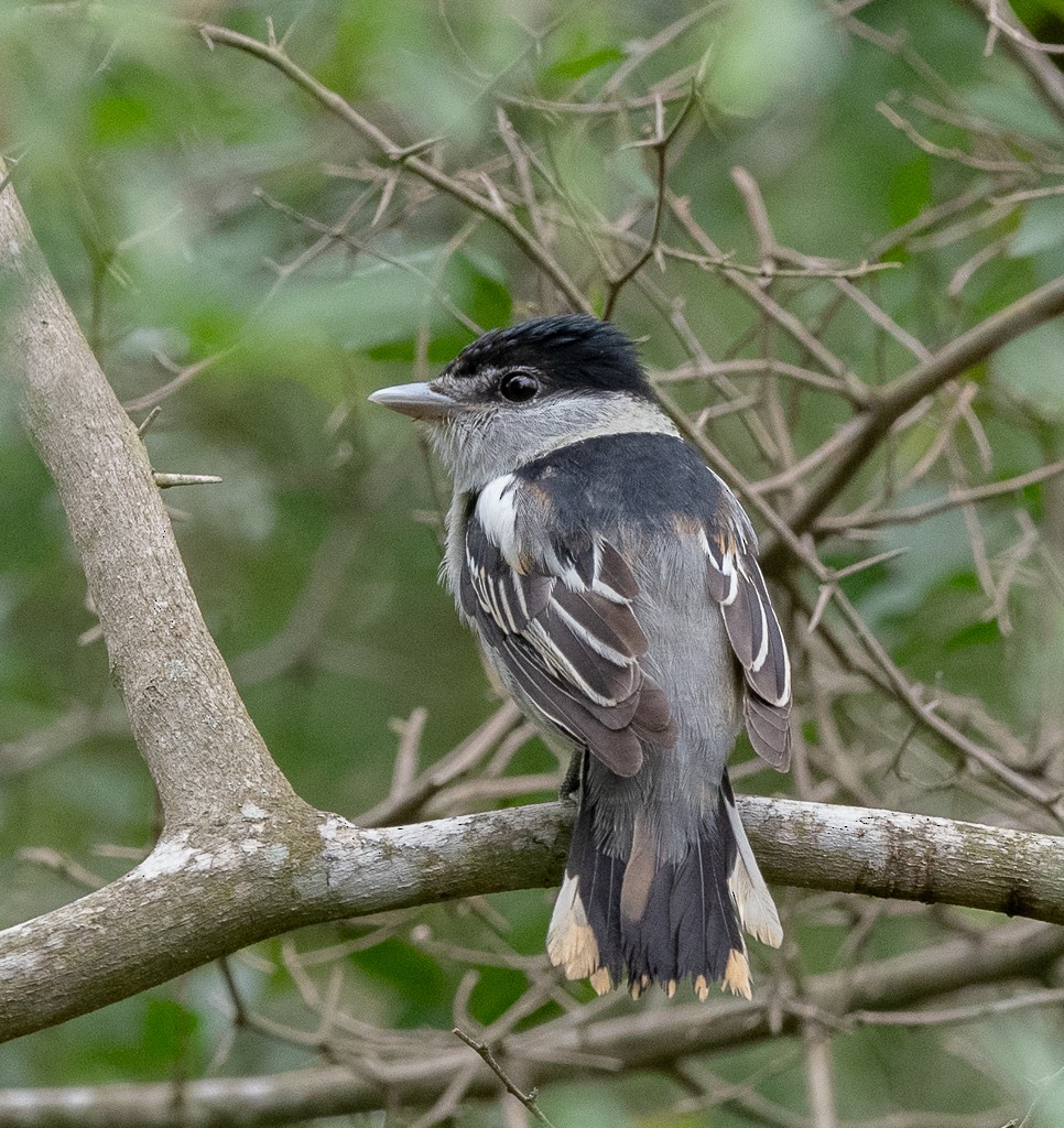 Gray-collared Becard - Kevin Rutherford