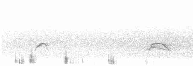 Weißkronen-Olivtyrann (Weißbauch-Olivtyrann) - ML613740245