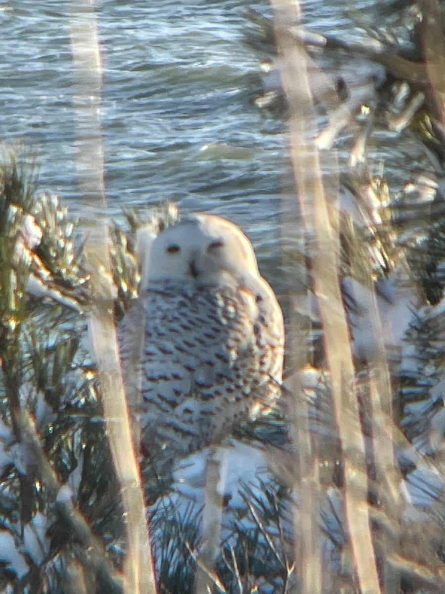 Snowy Owl - ML613740470