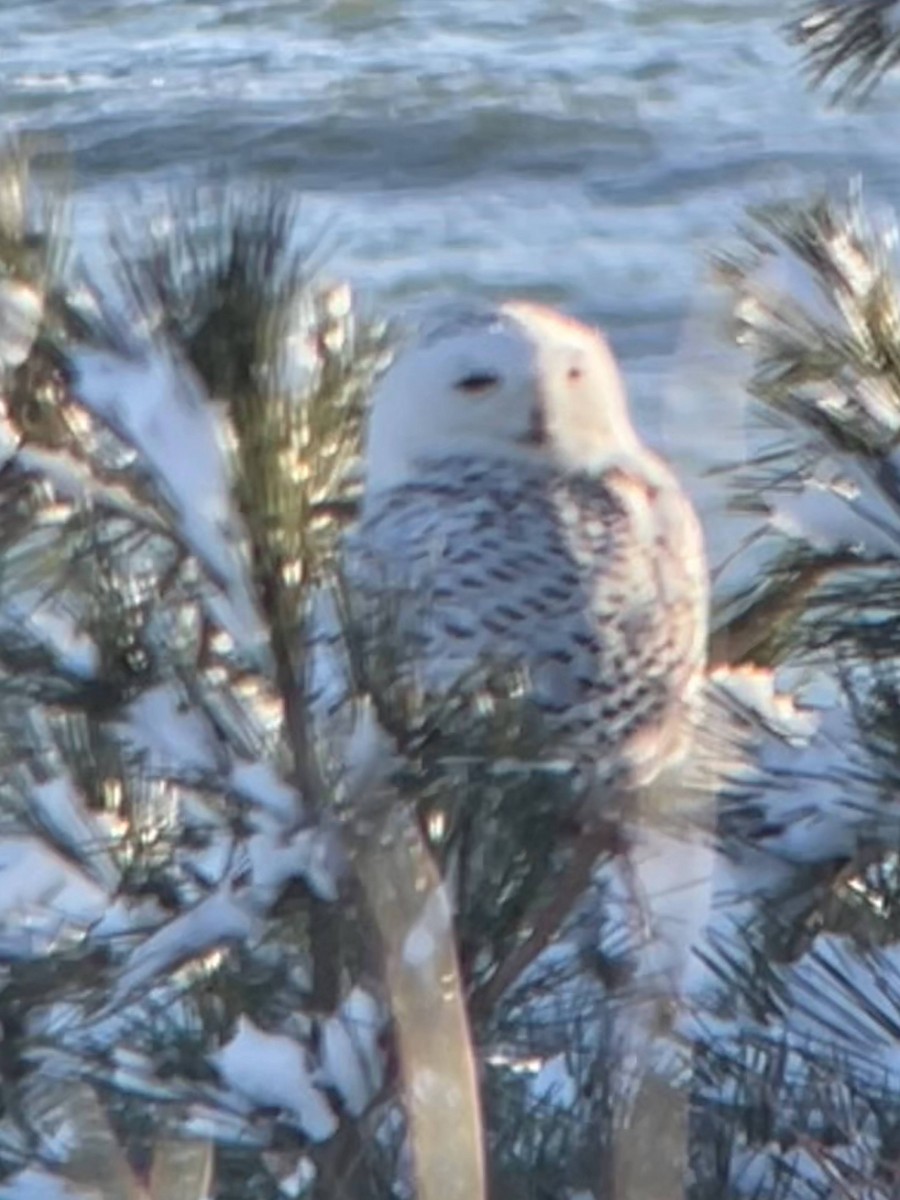Snowy Owl - ML613740472