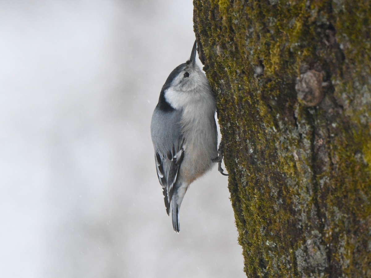 White-breasted Nuthatch - ML613740594
