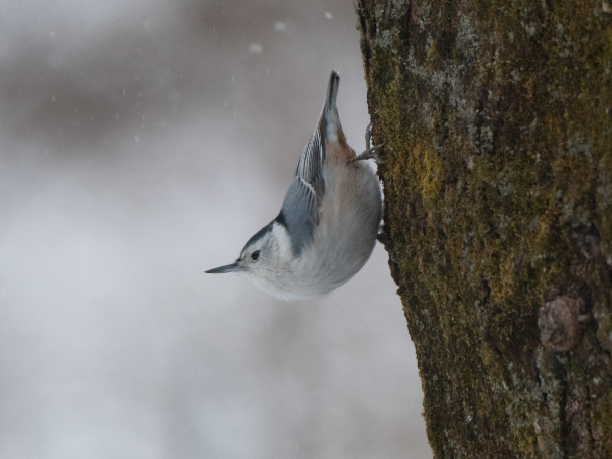 White-breasted Nuthatch - ML613740603