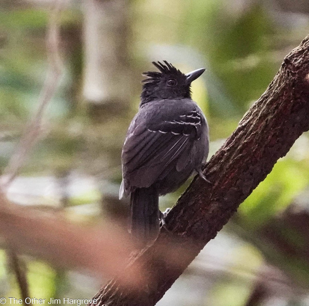 Black-headed Antbird (Hellmayr's) - ML613740775