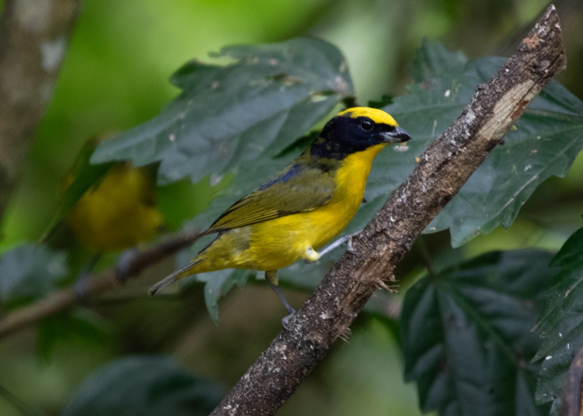 Thick-billed Euphonia (Thick-billed) - Silvia Faustino Linhares