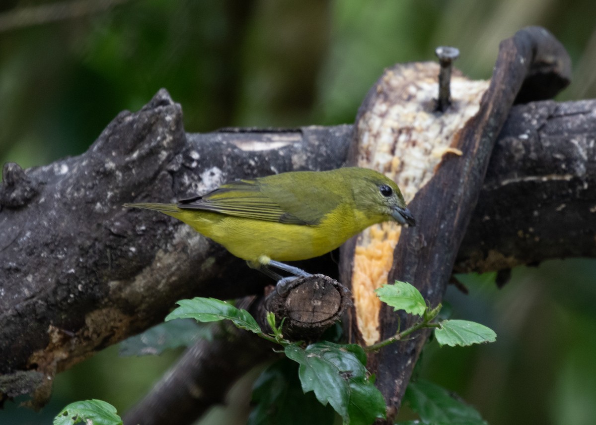Thick-billed Euphonia (Thick-billed) - ML613740980