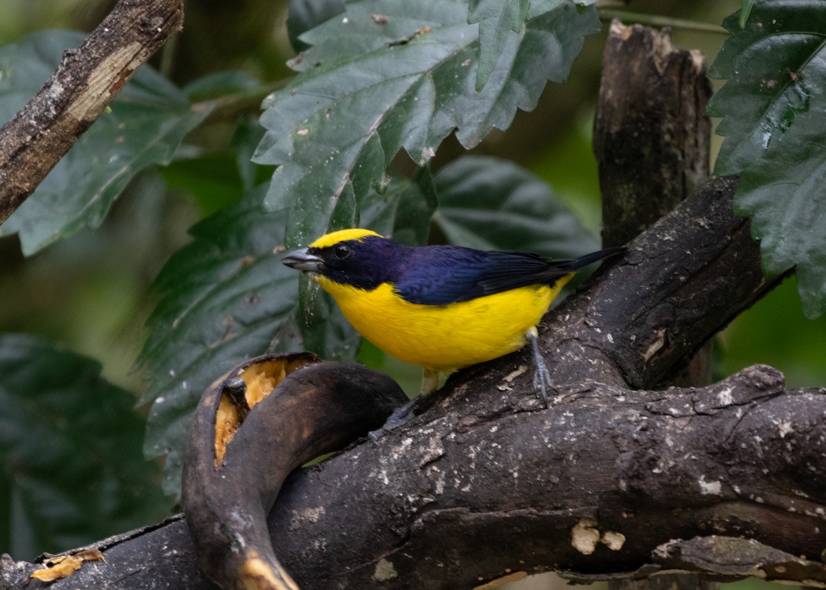 Thick-billed Euphonia (Thick-billed) - ML613740983