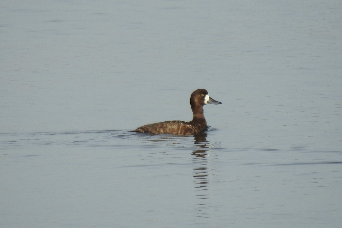 Greater/Lesser Scaup - ML613741013