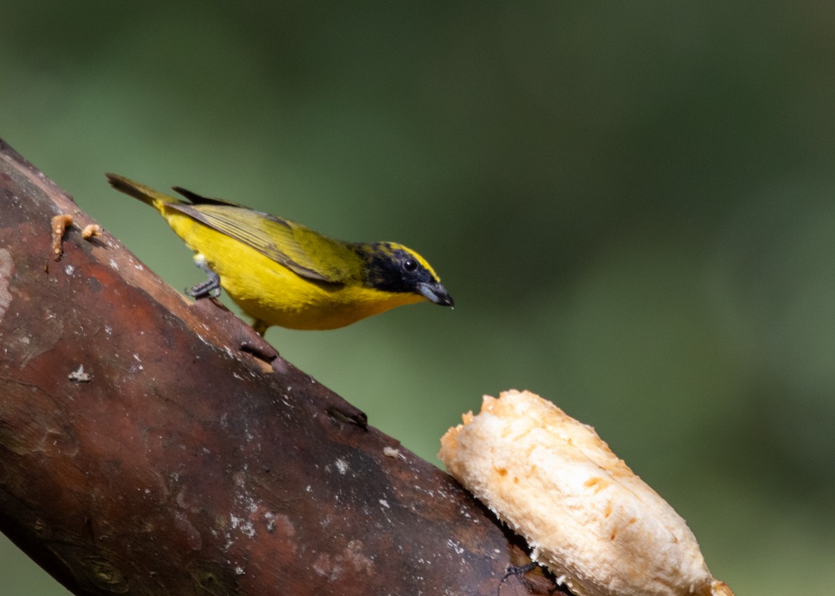 Thick-billed Euphonia (Thick-billed) - ML613741102